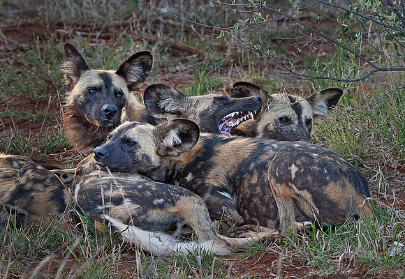 052_African Wild Dogs (Lycaon pictus)_Madikwe_S Africa