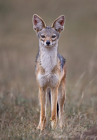 062 Black-backed Jackal (Canis mesomelas) - Masai Mara Kenya