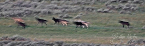 028_Gray Wolves_Yellowstone