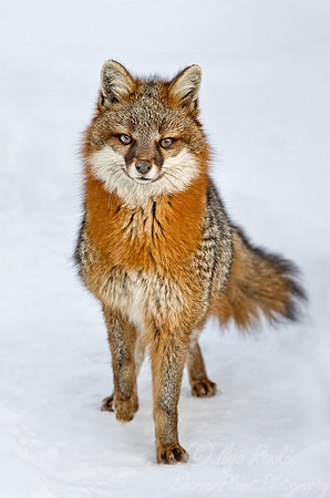 092 Gray Fox (Urocyon cinereoargenteus) - Maine