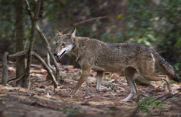087 Red Wolf (Canis lupus rufus) - NC