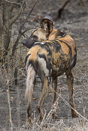 051_African Wild Dog (Lycaon pictus)_Madikwe_S Africa