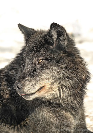 098 Gray Wolf (Canis lupus) - Onatario Canada