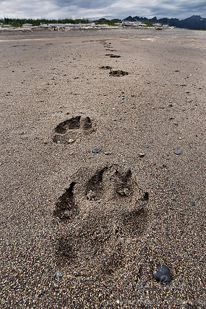 026_Wolf tracks_katmai_AK