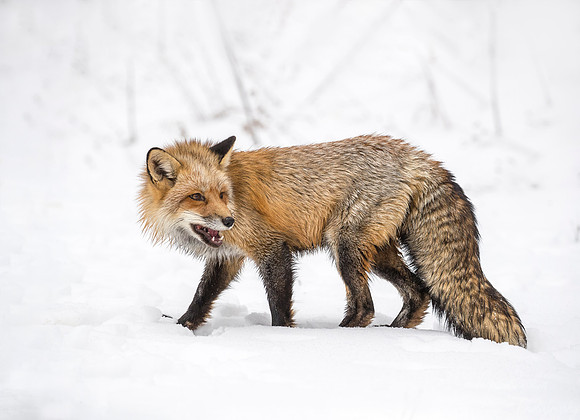 182 Red Fox (Vulpes vulpes) - Minnesota Wildlife Connection