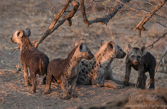 135 Spotted Hyenas (Crocuta crocuta) - KNP South Africa