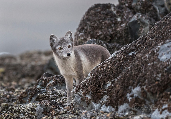 166 Arctic Fox (Vulpes lagopus) Svalbard - Norway