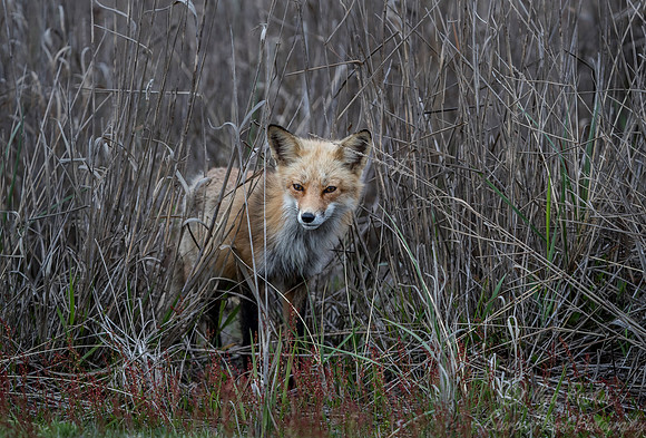 158 Red fox (Vulpes vulpes) - Long Island NY