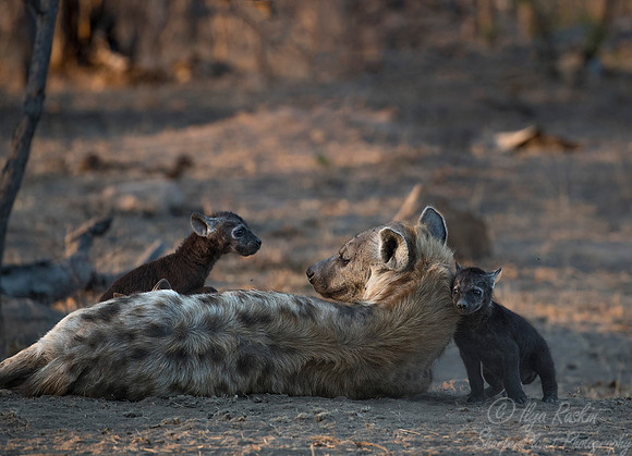 133 Spotted Hyenas (Crocuta crocuta) - KNP South Africa