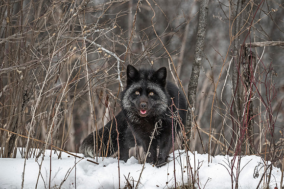 196 Red Fox - silver morth (Vulpes vulpes) - Minnesota Wildlife Connection