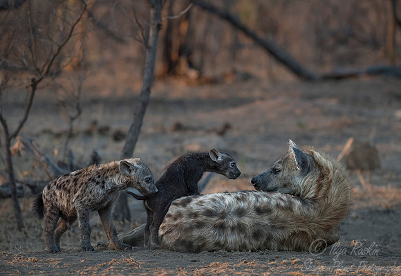 132 Spotted Hyenas (Crocuta crocuta) - KNP South Africa