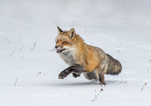180 Red Fox (Vulpes vulpes) - Minnesota Wildlife Connection