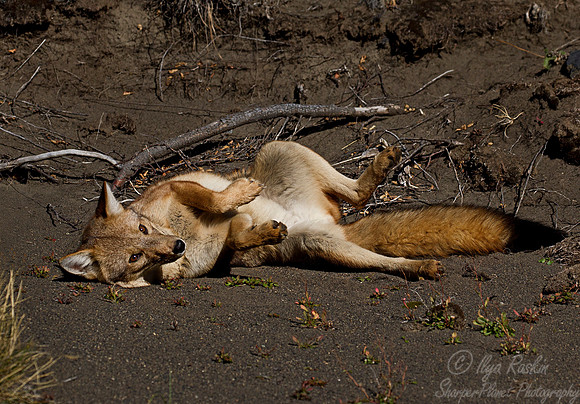 124 Culpeo Fox (Lycalopex culpaeus) Patagonia Chile