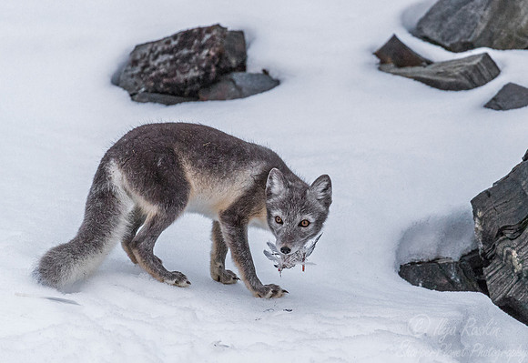 168 Arctic Fox (Vulpes lagopus) Svalbard - Norway