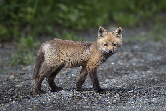 163 Red Fox kit (Vulpes vulpes) - ME