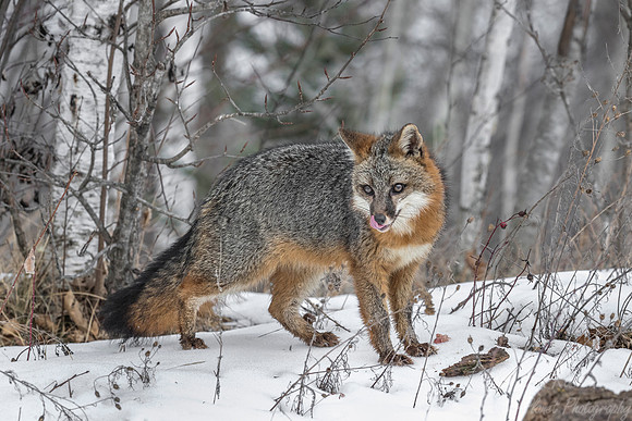 203 Gray Fox (Urocyon cinereoargenteus) - Minnesota Wildlife Connection