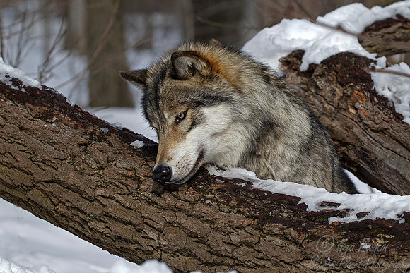 117 Gray Wolf (Canis lupus) - NJ