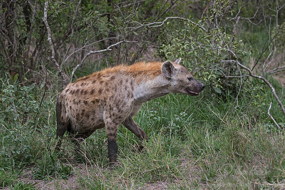 178 Spotted Hyena (Crocuta crocuta) - Sabi Sands South Africa