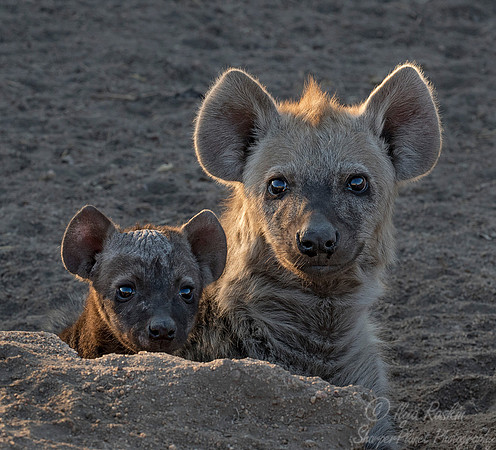 136 Spotted Hyenas (Crocuta crocuta) - KNP South Africa