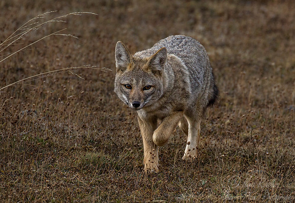 127 South American Gray Fox (Lycalopex griseus) Patagonia Chile
