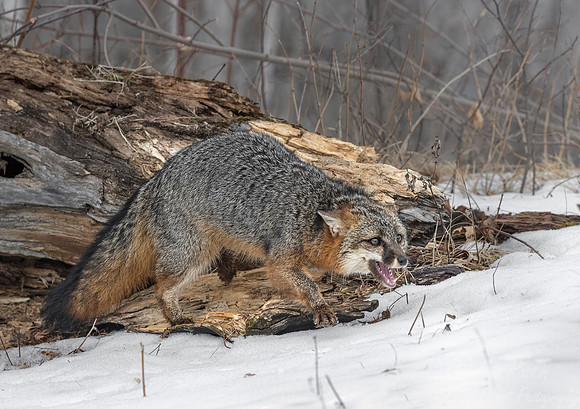 201 Gray Fox (Urocyon cinereoargenteus) - Minnesota Wildlife Connection