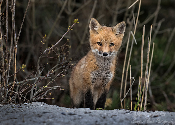 149 Red fox kit (Vulpes vulpes) - Long Island NY