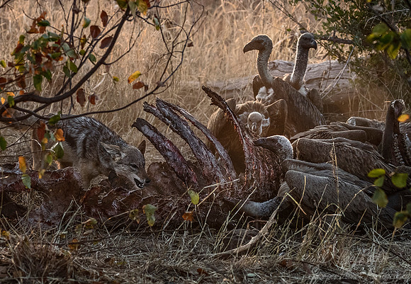 141 Black-backed Jackal (Canis mesomelas) with vultures- KNP South Africa
