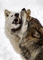 MAMMALS - CANINES & HYENAS 2