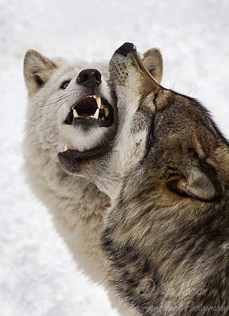 101 Gray Wolves (Canis lupus) - NJ