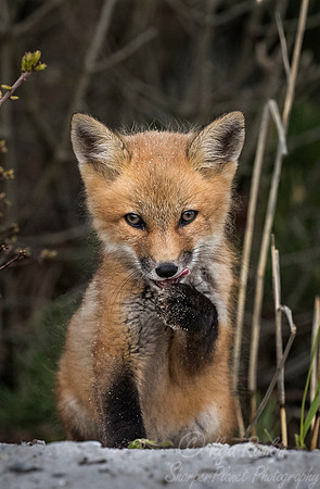 150 Red fox kit (Vulpes vulpes) - Long Island NY
