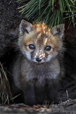 155 Red fox kit (Vulpes vulpes) - Long Island NY