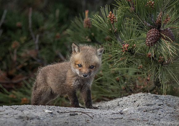 146 Red fox kit (Vulpes vulpes) - Long Island NY