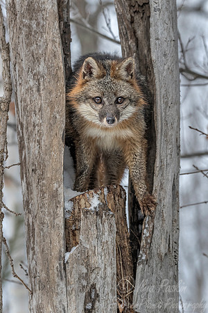 207 Gray Fox (Urocyon cinereoargenteus) - Minnesota Wildlife Connection