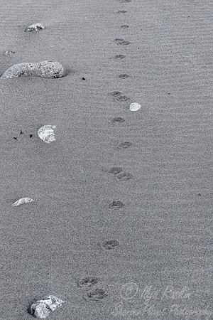 175  Arctic Fox tracks (Vulpes lagopus) Svalbard - Norway