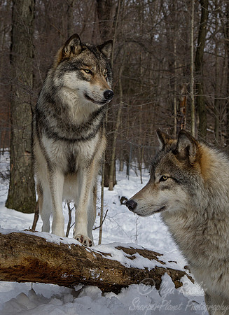 108 Gray Wolves (Canis lupus) - NJ