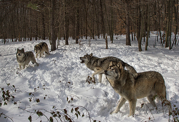 105 Gray Wolves (Canis lupus) - NJ