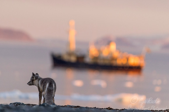 167 Arctic Fox (Vulpes lagopus) Svalbard - Norway