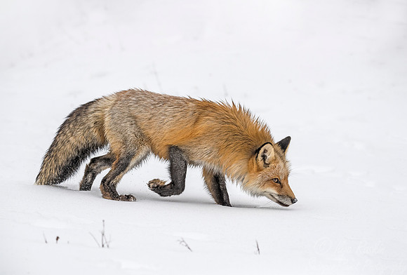 183 Red Fox (Vulpes vulpes) - Minnesota Wildlife Connection