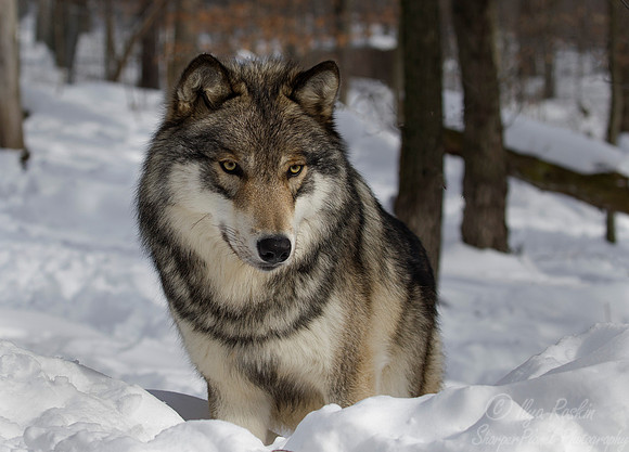 116 Gray Wolf (Canis lupus) - NJ