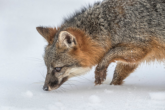 208 Gray Fox (Urocyon cinereoargenteus) - Minnesota Wildlife Connection