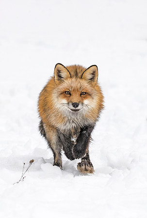 185 Red Fox (Vulpes vulpes) - Minnesota Wildlife Connection