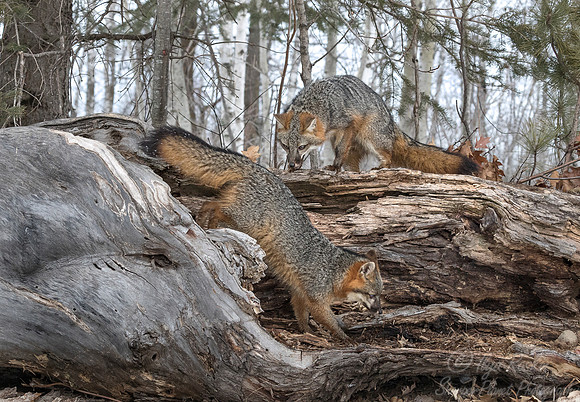 198 Gray Foxes (Urocyon cinereoargenteus) - Minnesota Wildlife Connection