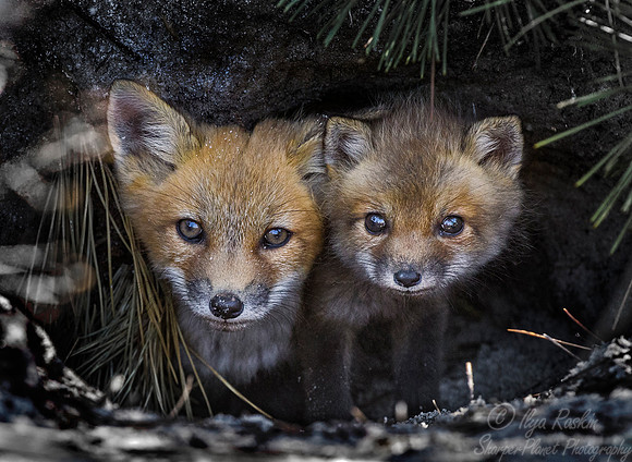 154 Red fox kits (Vulpes vulpes) - Long Island NY