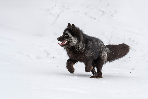 194 Red Fox - silver morth (Vulpes vulpes)gray fox (Urocyon cinereoargenteus)