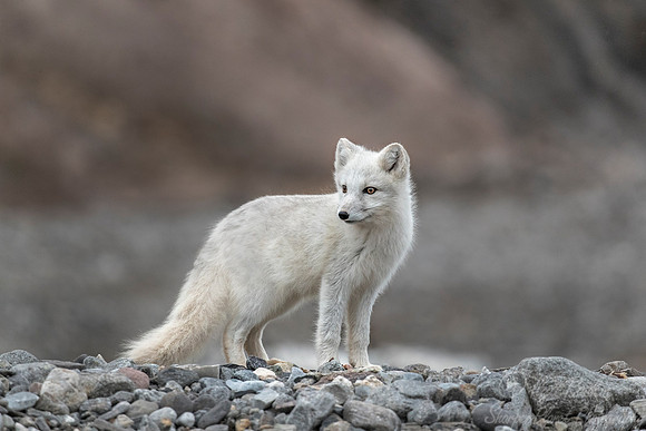 170 Arctic Fox (Vulpes lagopus) Svalbard - Norway