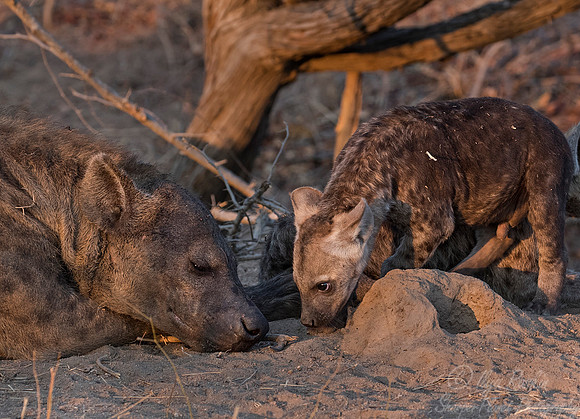 134 Spotted Hyenas (Crocuta crocuta) - KNP South Africa