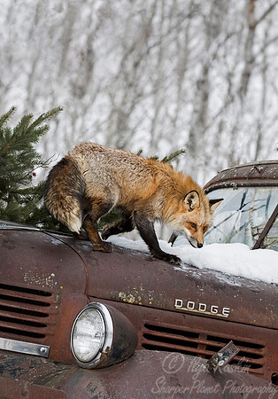 188 Red Fox (Vulpes vulpes) - Minnesota Wildlife Connection