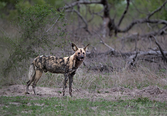 179 African Wild Dog (Lycaon pictus) - Sabi Sands South Africa