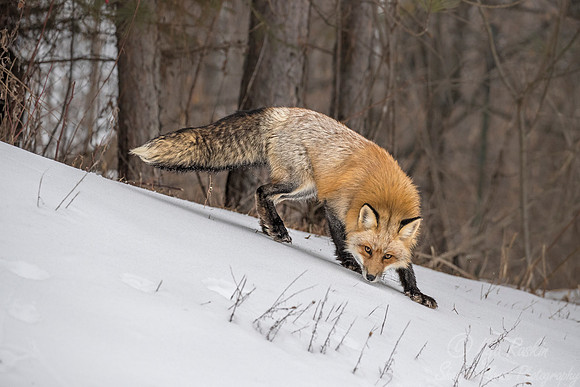 186 Red Fox (Vulpes vulpes) - Minnesota Wildlife Connection