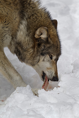 120 Gray Wolf (Canis lupus) - NJ